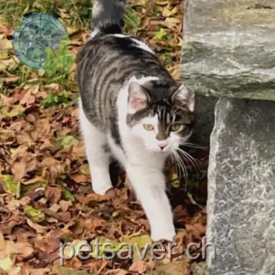 chat lost 8 Avenue des Invuardes 1530 Payerne Kogui
