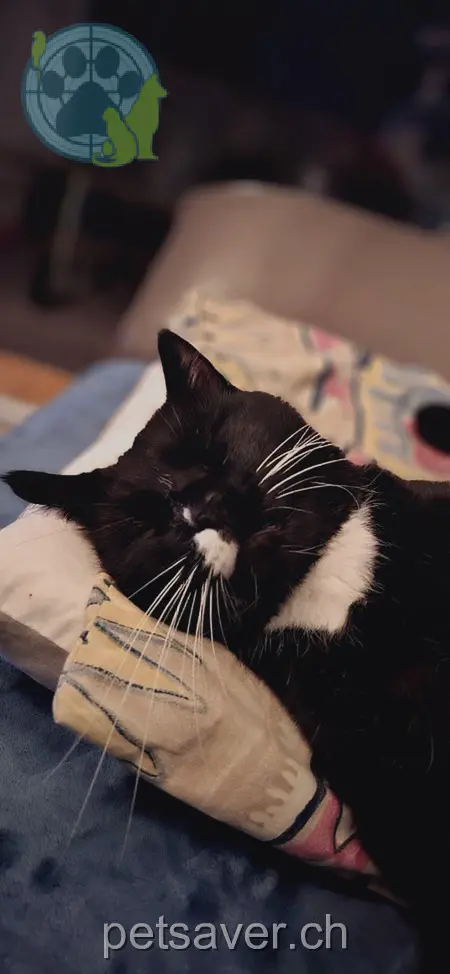 chat lost 3 Route de Dompierre 1682 Prévonloup Negi