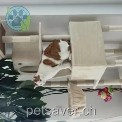 chat lost 1b Chemin de la Forêt 1509 Vucherens Spike