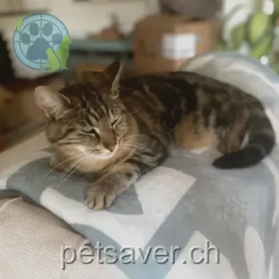 chat lost  Route d'Avenches 1585 Salavaux Ti-Lou