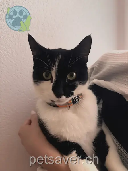 chat lost 13 Rue du Pavement 1530 Payerne Zouky