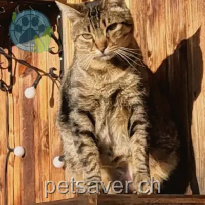 chat lost  Chemin des Sîtes 1807 Blonay Tire-Bouchon