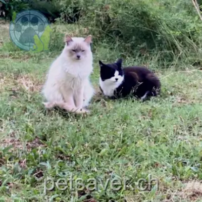 chat lost 16 Route de Chailly 1814 La Tour-de-Peilz Eddy