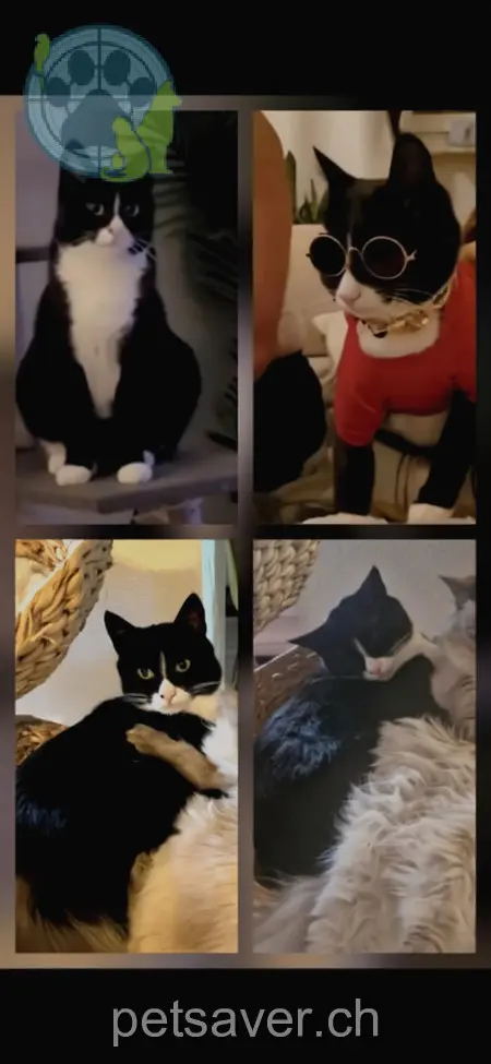 chat lost 18 Chemin de Béranges 1814 La Tour-de-Peilz Sedek