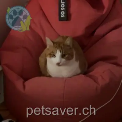 chat lost  Rue Bonivard 1820 Veytaux Shantaram