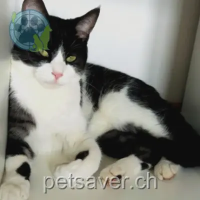 chat lost 50 Route de Chaulin 1822 Chernex Sky