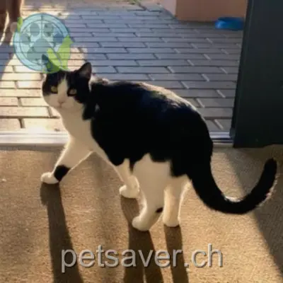 chat lost 3 Chemin Rouge 1305 Penthalaz Coucouille