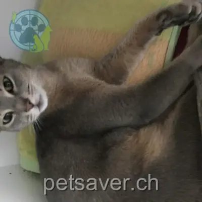 chat lost 10d Chemin des Oches 1053 Bretigny-sur-Morrens Flash