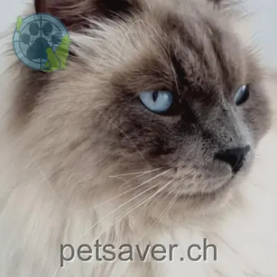 chat lost 3a;3b Chemin de la Carrière 1055 Froideville Jet