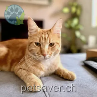 chat lost 5 Chemin de la Lignée 1043 Montilliez Zack