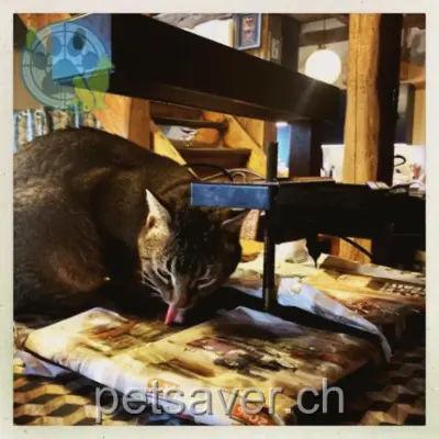 chat lost 6 Rue de l'Eglise 1425 Onnens (VD) Charlot