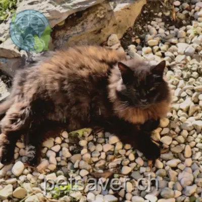 chat lost  Route d'Orges 1441 Valeyres-sous-Montagny Foxy