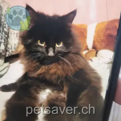 chat lost 2 Route de Saint Eloi 1350 Orbe Oswald