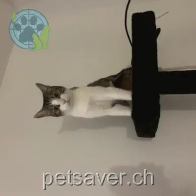 chat lost 35 Rue de Clendy Dessus 1401 Yverdon-les-Bains Patrick