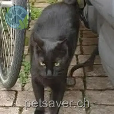 chat lost 2 Rue Basse 1422 Les Tuileries Shimo