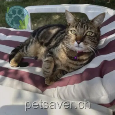 chat lost 23 Avenue de Derborence 1963 Vétroz Bébért