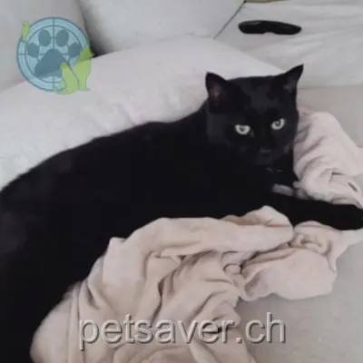 chat lost 75 Chemin de Provence 1926 Châtaignier Mickey