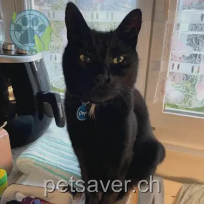 chat lost 63 Avenue du Grand-St-Bernard 1920 Martigny Onyx