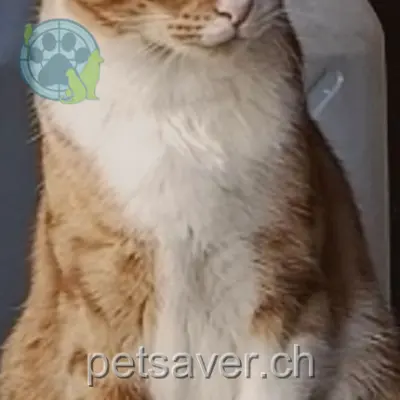 chat lost 19 Chemin de l'Usine 1926 Châtaignier Pika