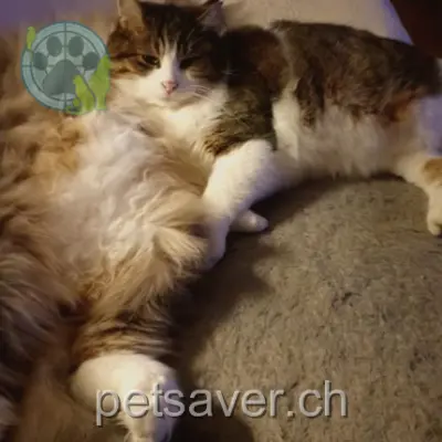 chat lost 37 Chemin du Gros-Bellet 1870 Choëx Martine rey