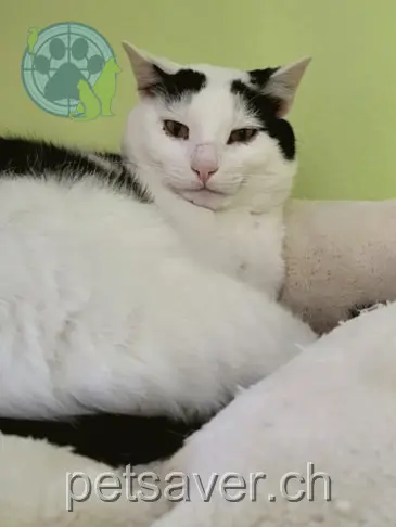 chat lost  Bachofen 3949 Hohtenn Ian