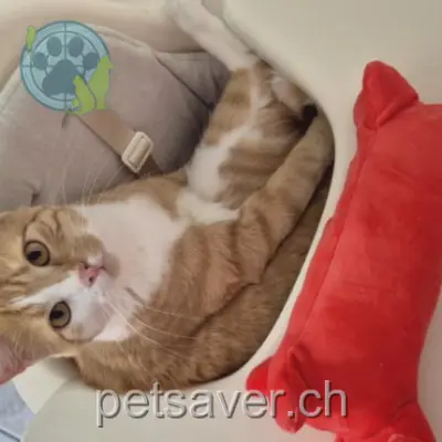 chat lost 4 Rue du Glarier 1890 Saint-Maurice Garfield