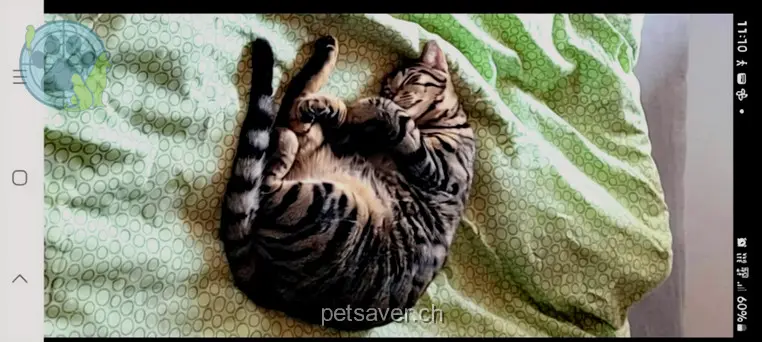 chat lost 16 Rue de Borzuat 3960 Sierre Aromate