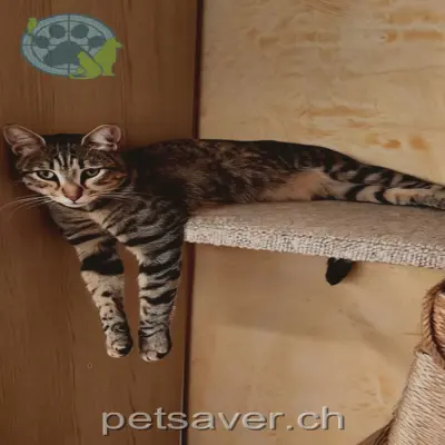 chat lost 53 Route de Grône 3966 Réchy Loki