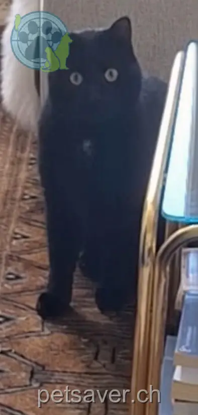 chat lost 21 Route de Sierre 3973 Venthône Matisse