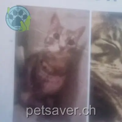 chat lost 1 Rue des Amandiers 1950 Sion Ganja