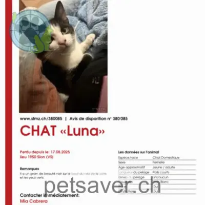 chat lost 36 Route de Salins 1991 Salins Luna