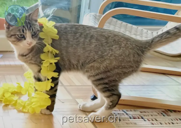 chat lost 17 Chemin Ernest Bieler 1965 Roumaz Polpette