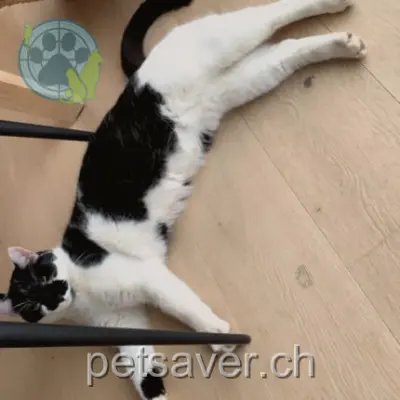 chat lost 2c Chemin de l'Institut 1967 Bramois Saturne