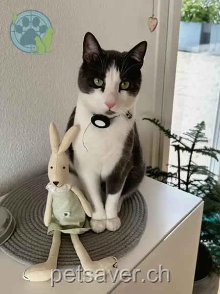 chat lost 29 Parkstrasse 6340 Baar Coco