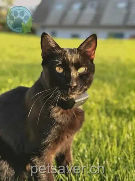 chat lost 6a Schwandenrain 8910 Zwillikon Fisu