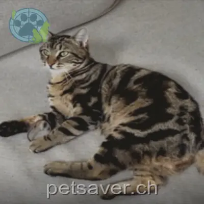 chat lost 8 Püntenstrasse 8143 Stallikon Nox