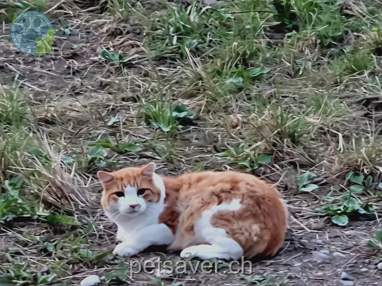 chat lost 5 Wolfacker 8926 Hauptikon Simi