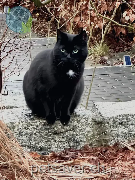 chat lost 26 Lötschenmattstrasse 8912 Obfelden Smokey