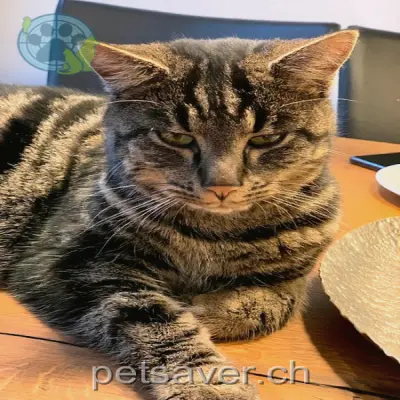 chat lost 23 Altweg 8450 Andelfingen Gizmo