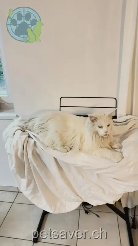 chat lost 18 Hauptstrasse 8416 Flaach Goethe