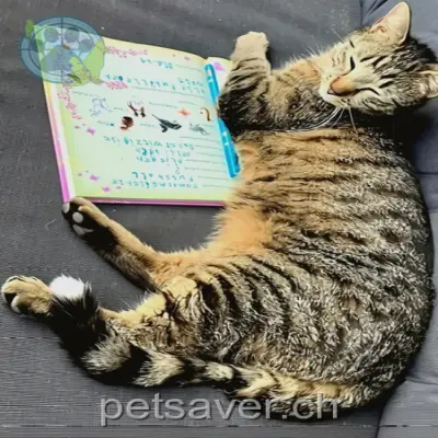 chat lost 16 Alberstrasse 8462 Rheinau Jimmylee