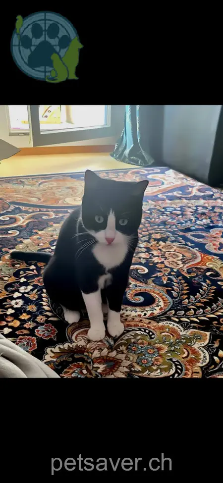 chat lost 4 Im Schibler 8444 Henggart Kookie