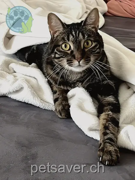 chat lost 20 Hohfuristrasse 8180 Bülach Judith