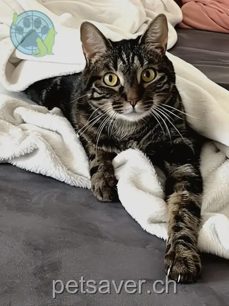 chat lost 14 Hohfuristrasse 8180 Bülach Judith