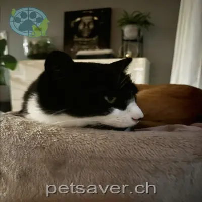 chat lost 13 Earhart-Strasse 8152 Glattbrugg Lio