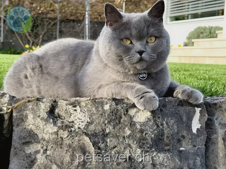 chat lost 71 Gerlisbergstrasse 8303 Bassersdorf Maylino