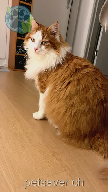 chat lost 4 Dorfstrasse 8197 Rafz Mero