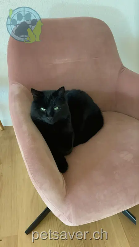 chat lost 9 Seebnerstrasse 8185 Winkel Severus