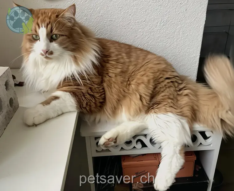 chat lost 14 Fadackerstrasse 8305 Dietlikon Yogi