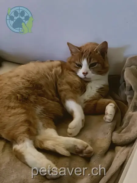 chat lost 22 Postgasse 8427 Rorbas Zigeuner